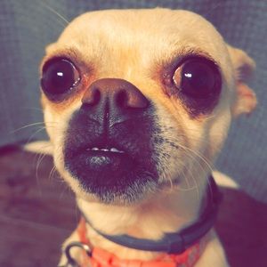 Meet your Posher, Tracy